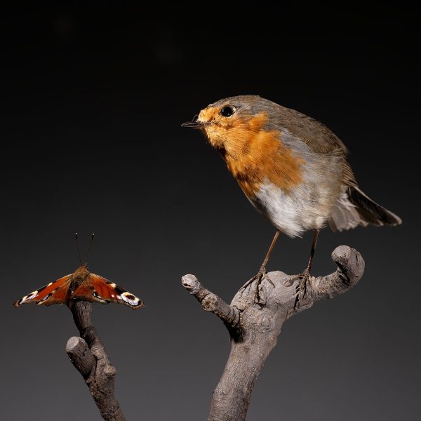 Roodborst Vlinder