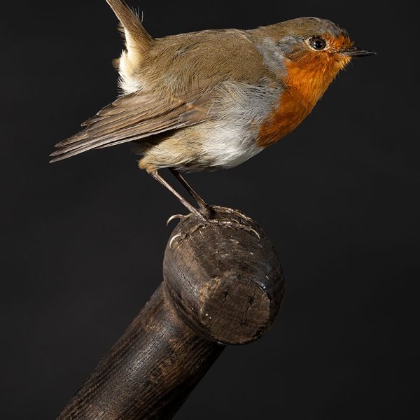 Roodborst