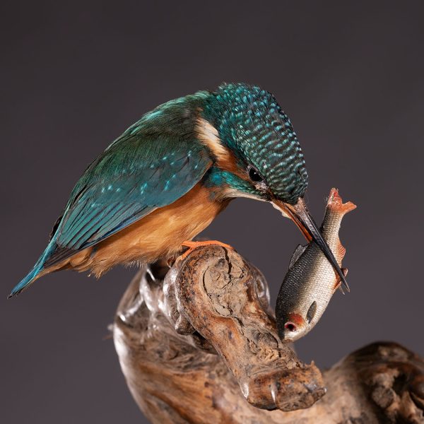 ijsvogel